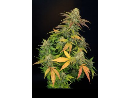 Konopné semínko master kush 1 copy 2