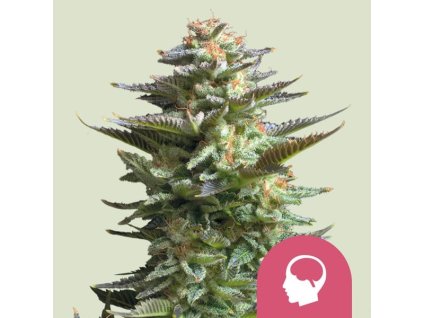 Konopné semínko amnesia haze