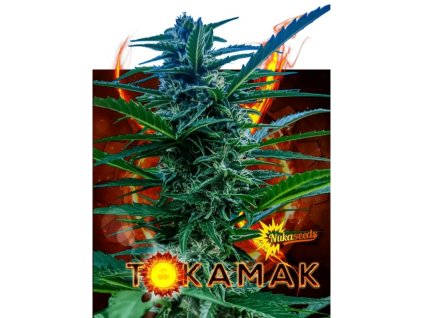 Konopné semínko agyseed nuka tokamak palice.jpg