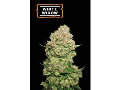 Seedstockers White Widow