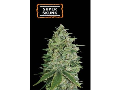 super skunk feminized