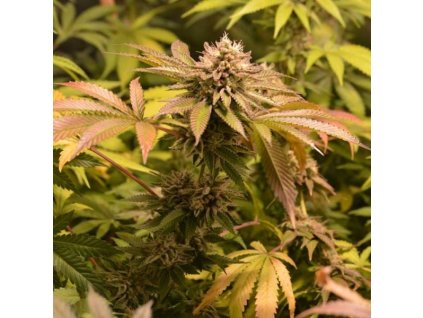 sumo seeds west coast bubbles feminized (1)