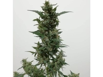 Konopné semínko violet s wonder auto bcn 02