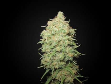 Konopné semínko Canadian Sour feminisierte von S