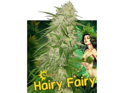 Konopné semínko agyseed hairy fairy chlupaty kvet.jpg