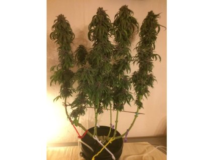 Konopné semínko sumo seeds maroc rouge