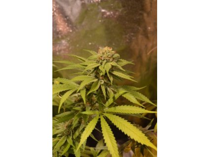 After 8 OG feminisierte von Sumo (1)