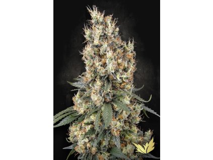 Konopné semínko Mendocino Skunk Paradise Seeds