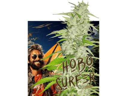Konopné semínko agyseed hobo surfer feminizovana.jpg