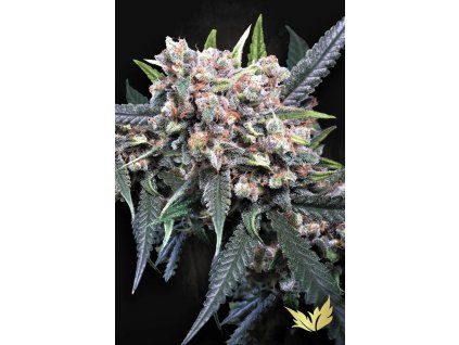 Konopné semínko Auto Wappa Paradise Seeds