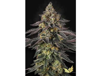 Konopné semínko Sunset Paradise Paradise Seeds