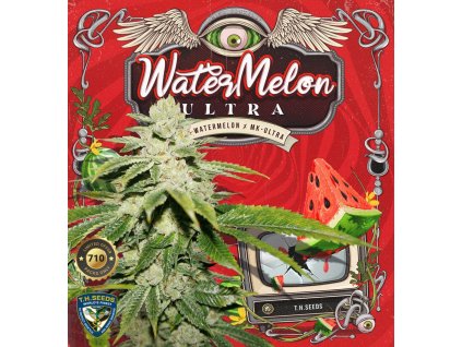 Konopné semínko 1 T.Seeds Watermelon Ultra 710 p (1)