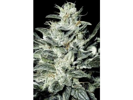Konopné semínko Sensi Star Cannabis Seed