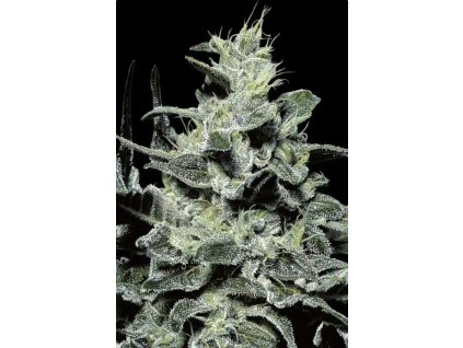 Konopné semínko Nebula Cannabis Seed