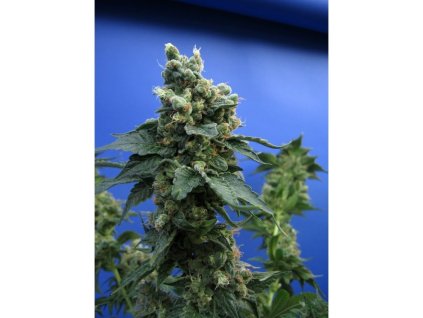 Konopné semínko 3633 1 sage n sour t h seeds sa