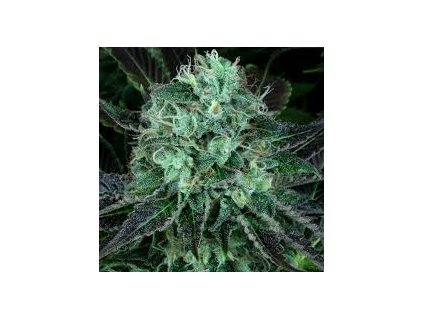 Konopné semínko 9k