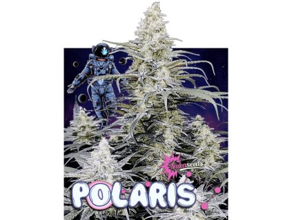 Konopné semínko agyseed polaris kvetouci rostlina.jpg