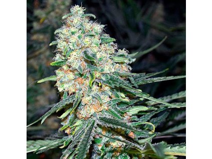 Silent Seeds Critical+ 2.0