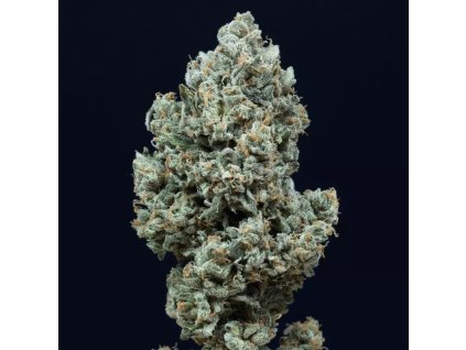 Konopné semínko critical 2 0 auto