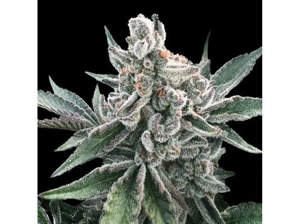 Konopné semínko polar gelato auto