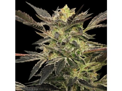 Konopné semínko pink sunset auto