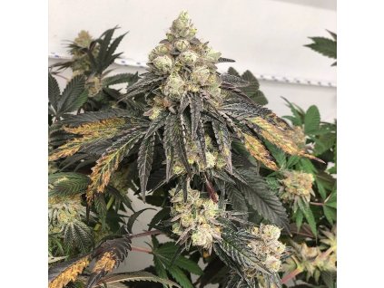 Silent Seeds Polar Gelato by Sherbinskis