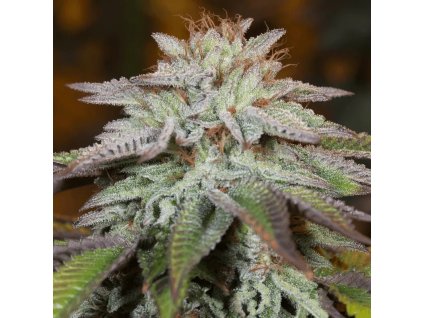 Konopné semínko l a vanilla cake auto