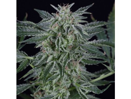 Konopné semínko critical jack auto