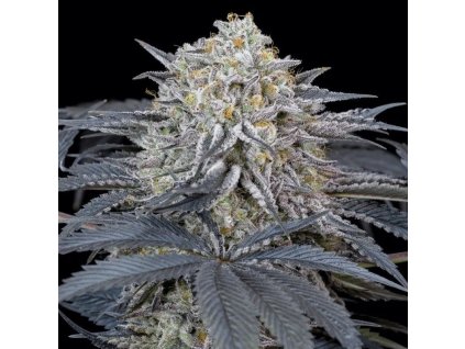 Konopné semínko watermelon runtz (7)