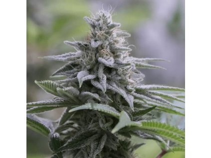 Konopné semínko zkittlez 2 0