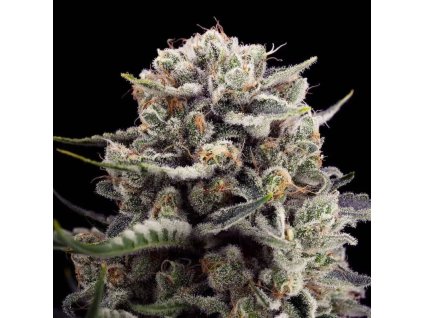 Konopné semínko b 45