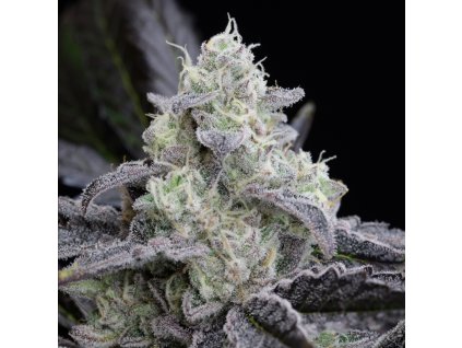 Silent Seeds L.A Vanilla Cake