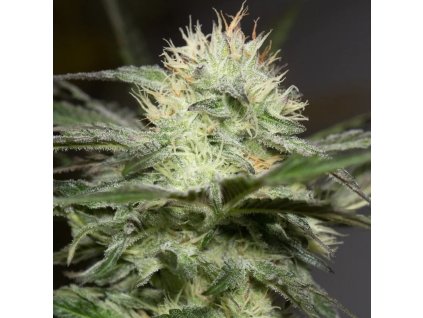 Konopné semínko lemon sorbet (4)