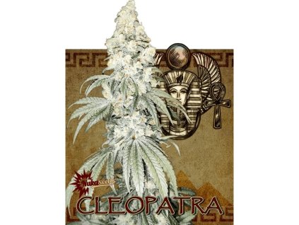 agyseed nuka seeds cleopatra.jpg