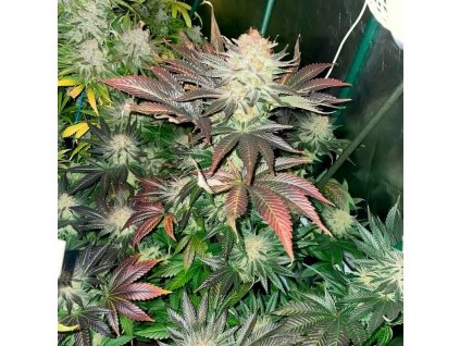 Silent Seeds Starfire OG