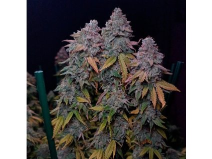 Konopné semínko gorilla frost (7)