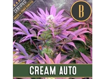 konopne seminko blimburn seeds cream auto detail kvetu palice 02.jpg