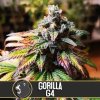 konopne seminko gorilla glue 4 blimburn seeds kvetouci rostlina 02.jpg