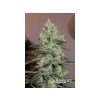 Konopné semínko semena konopi silent seeds original amnesia feminized 1.jpg