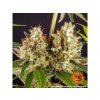 Konopné semínko Konopné semínko feminized semena konopi barneys farm strawberry lemonade 3.jpg