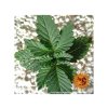 Konopné semínko barneys farm lsd feminized 2.jpg