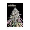 Konopné semínko semena marihuany seedstockers thunder banana fem 2.jpg