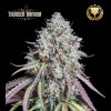 Konopné semínko semena konopi seedstockers thunder banana fem 1.jpg