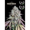 Konopné semínko seedstockers thunder banana fem semena konopi 3.jpg