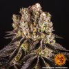 Konopné semínko purple punch 5 245272