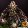 Konopné semínko purple punch 9 245273