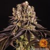 Konopné semínko purple punch 10 245273