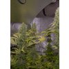 Konopné semínko Dinafem Shark Shock CBD 03 2504 gallery full 660x933