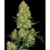 0000280Konopné semínko  skunk 1 automatic seeds