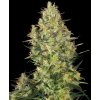 Konopné semínko 0000563 shiva skunk feminized se